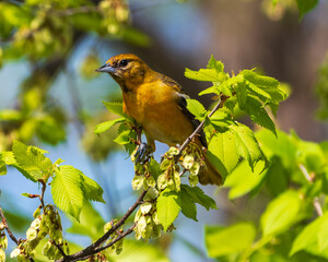 Baltimore Oriole Female Perched in Tree