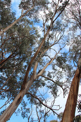 gum trees in australia