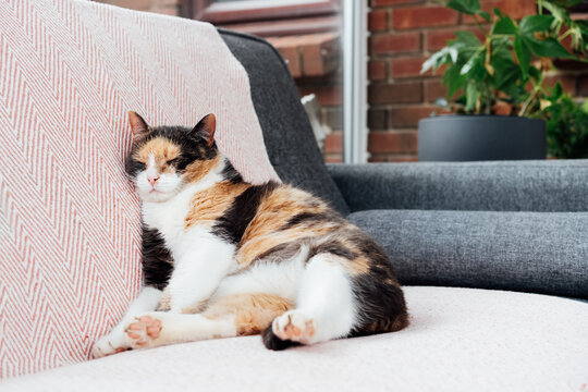 Lazy multicolored cat sitting like a human and sleeping with its body squashed as she is fully relaxed on couch. Pleased, well-fed senior cat. Funny fluffy cat in cozy home atmosphere. Selective focus