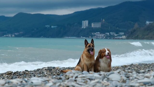 Concept of pets outside. Two dogs sit on pebble beach during small storm in spring. Brown Australian and red German Shepherd pose on sea coast. Silhouettes of mountains and houses in distance.