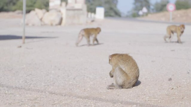 Monkeys next to road, Morocco 4k 50fps