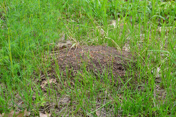 A mound of grass with a leaf on it isolated on the lawn in the forest   