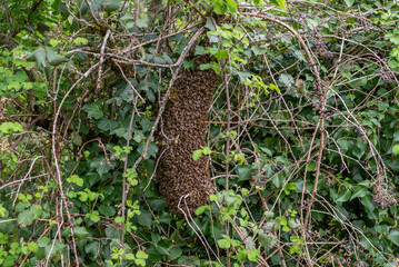 View of a swarm of bees on a tree