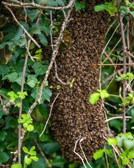 View of a swarm of bees on a tree