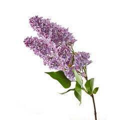 Lilac flowers closeup isolated on white background