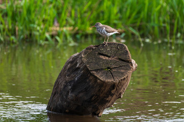 Spotted Sandpiper Perched on Log
