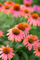 Beautiful bright flowers of Echinacea on close up, natural floral background. Echinacea Purpurea (Purple coneflower) perennial plant, medicinal flower to strengthen, enhance immunity.