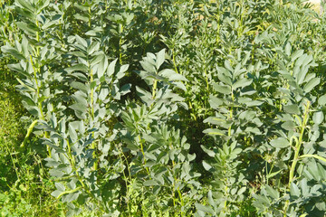 green rows of vegetable bean plants, fields of ripening agro culture, vegetable plants, agricultural concept, environmentally friendly plants, vegetable production, fertilizer application, food crisis