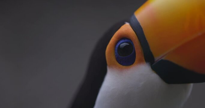 Toucan bird - close up on side profile of blue eye
