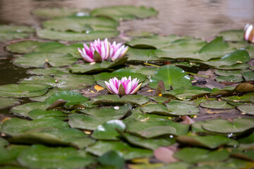 Pond with water lily and koi fish