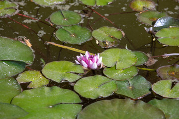 Pond with water lily and koi fish