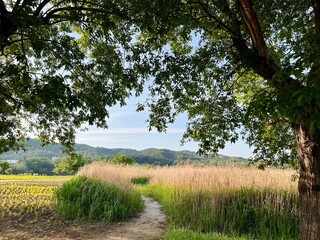 Obraz premium 대구광역시 금호강 하중도(금호꽃섬) Daegu geumho- river (flower geumho-island)