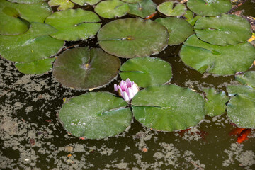 Pond with water lily and koi fish
