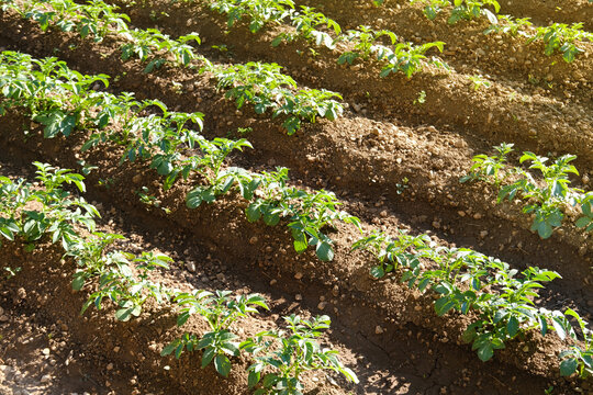 green rows of potato tops, fields of ripening Solanum agro culture, vegetable plants, agricultural concept, environmentally friendly plants, vegetable production, fertilizer application, food crisis