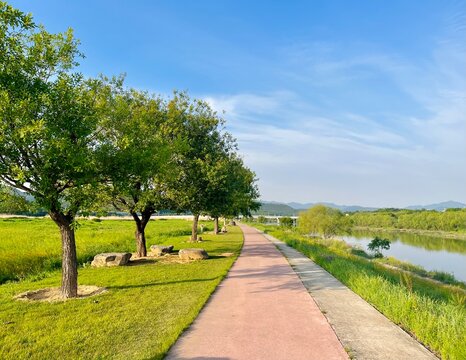 대구광역시 금호강 하중도(금호꽃섬) Daegu geumho- river (flower geumho-island)