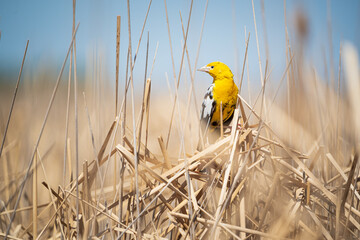 Leucistic Yellow-headed Blackbird sitting on dry reeds.