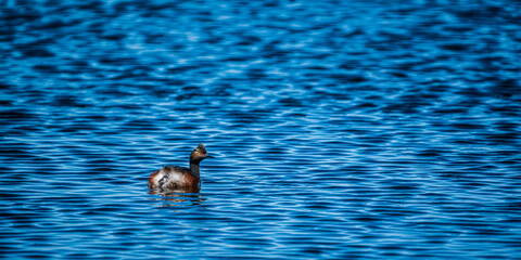 An Eared Grebe floating by itself in the middle of a marsh