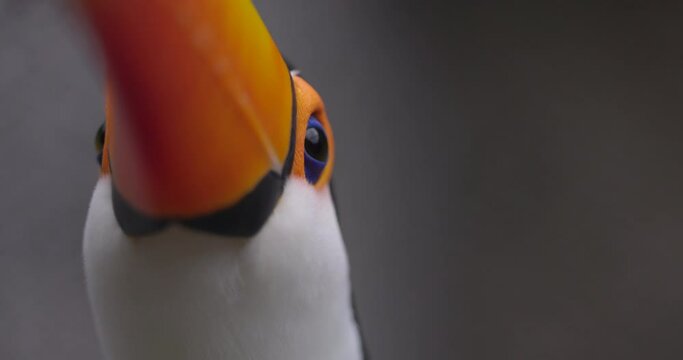 Toucan bird looking right into camera - focus on eyes