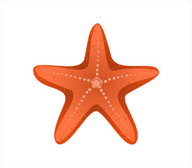 Vector of starfish or seastar on white background