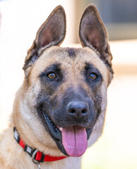 A portrait of a happy brown dog smiling, its tongue out and ears up