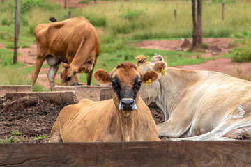 Herd of Jersey dairy cattle in the confinement of a dairy farm in Brazil