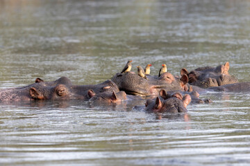 Fototapeta na wymiar Oxpeckers on a Hippo