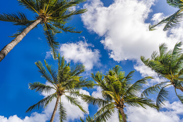 View of the Miami Beach palm trees in front of the Ocean Drive