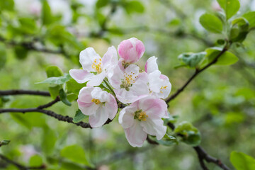 Apple branch with flowers, close-up on a blurred background