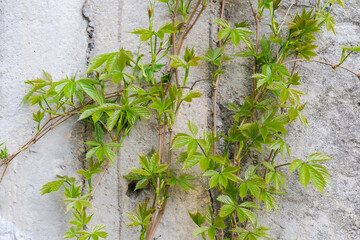 Stems of maiden grapes with young leaves on concrete wall