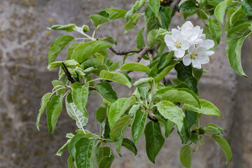 Apple branch with flowers, close-up on a blurred background