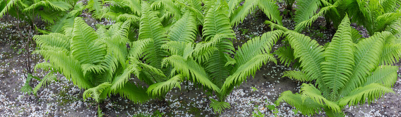 Bushes of the fern with young leaves in overcast weather