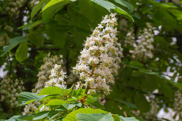 Inflorescence of the chestnut on branch in sunny weather