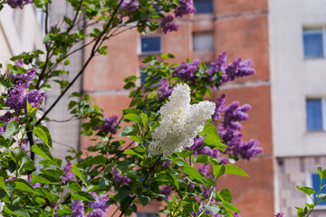 Inflorescences of white lilac against the purple lilac and building