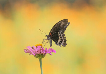 Blue Mormon  butterfly feeding on flower