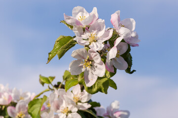 Apple branch with flowers against the sky, close-up