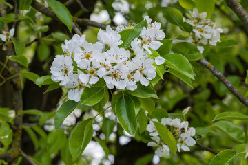 Branches of blooming pear tree on a blurred background