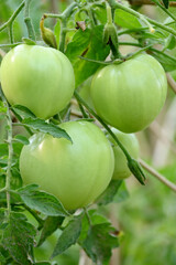 closeup the bunch ripe green tomato with plant in the farm soft focus natural green brown background.