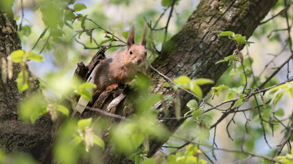 squirrel on a tree