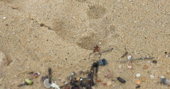 Insect crawling on beach sand - wide shot