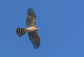 Male Eurasian sparrowhawk (accipiter nisus) soaring in flight in blue sky with spreaded wings and tail