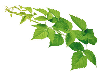 Raspberry bush. Fresh green leaf. Foliage. Raspberries plant leaves. Organic agriculture. Countryside garden. isolated