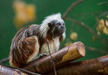 Saguinus oedipus sits on a wooden twig