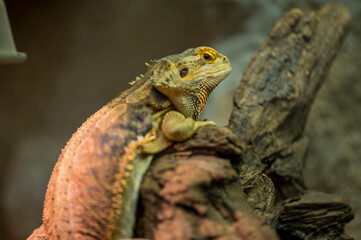 Pogona vitticeps lies on old dry trunk