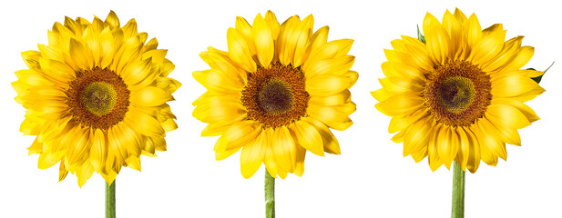 Grupo de girassóis amarelos isolado em fundo transparente - flor girassol em fundo transparente - obrazy, fototapety, plakaty