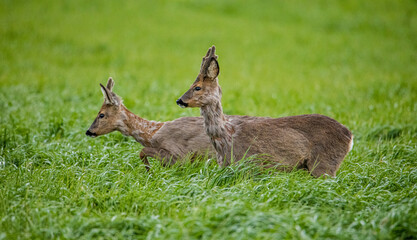 Walking across the clearing, I noticed the twins grazing in the clearing. They were so interested in the new "animal" ie me :) that they forgot to run away into the thicket. © Jarosaw