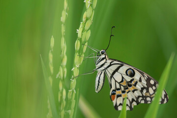 Lime Butterfly in a paddy field in monsoon.