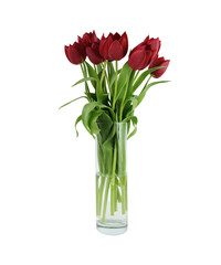 Red tulip garden flowers bouquet in transparent glass vase, cutout composition with clipping path object, floral element of design, decor, front view