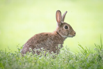 Naklejka na ściany i meble rabbit in the meadow 