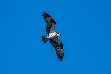 Osprey Flying Over Pond