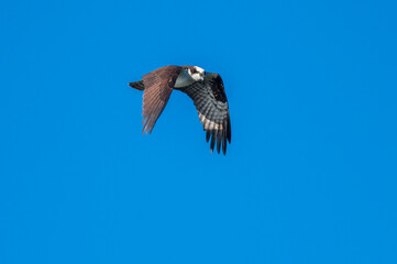 Osprey Flying Over Pond